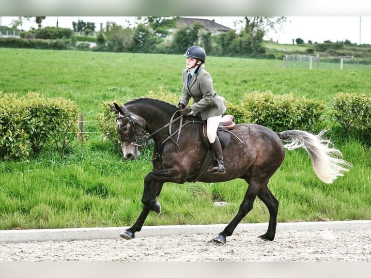 Cavallo sportivo irlandese Castrone 7 Anni 173 cm Grigio in Limerick