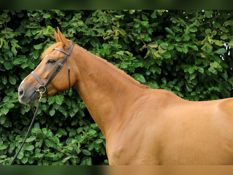 Cavallo sportivo irlandese Castrone 7 Anni 173 cm Sauro in Groesbeek