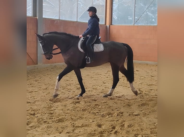 Cavallo sportivo irlandese Castrone 7 Anni 180 cm Baio in Lage