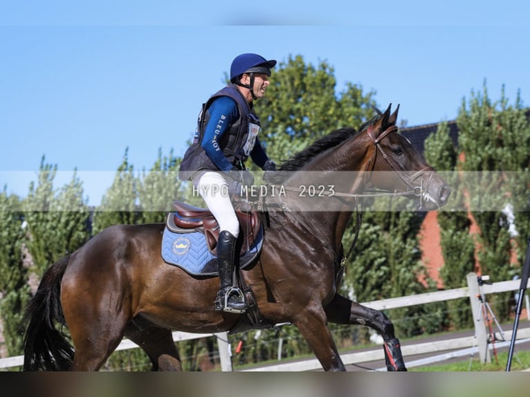 Cavallo sportivo irlandese Castrone 7 Anni 180 cm Baio nero in Boutersem