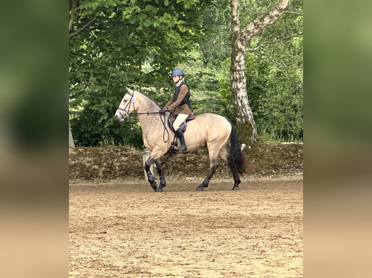Cavallo sportivo irlandese Castrone 8 Anni 148 cm Falbo in Galway