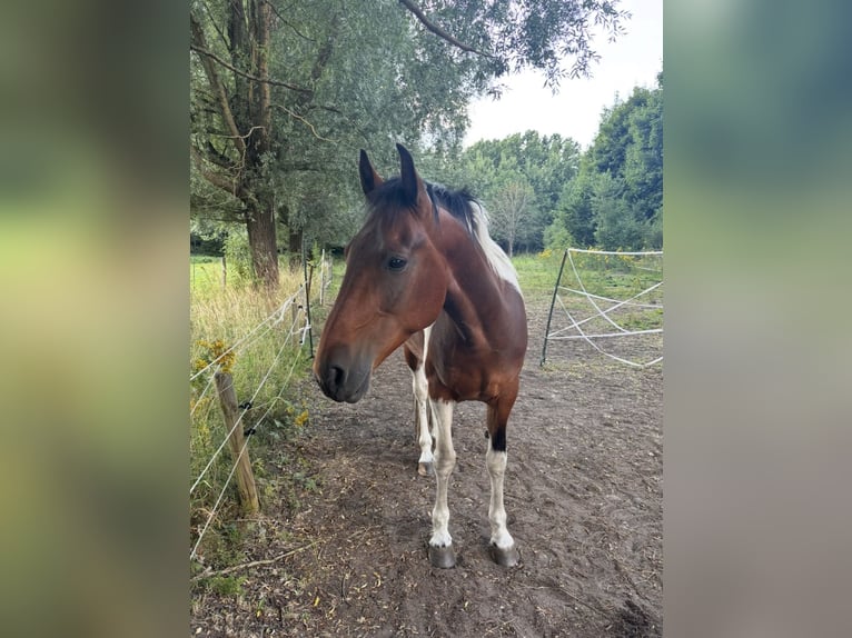 Cavallo sportivo irlandese Mix Castrone 8 Anni 149 cm Pezzato in Hannover