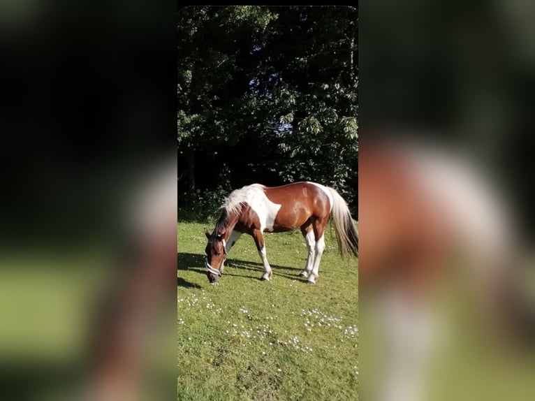 Cavallo sportivo irlandese Mix Castrone 8 Anni 149 cm Pezzato in Hannover