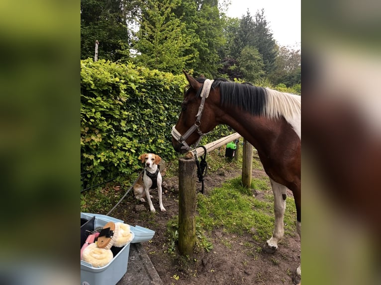Cavallo sportivo irlandese Mix Castrone 8 Anni 149 cm Pezzato in Hannover