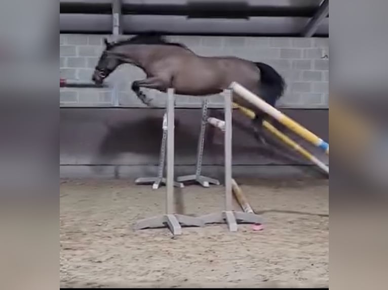 Cavallo sportivo irlandese Castrone 8 Anni 155 cm Morello in Wijnegem