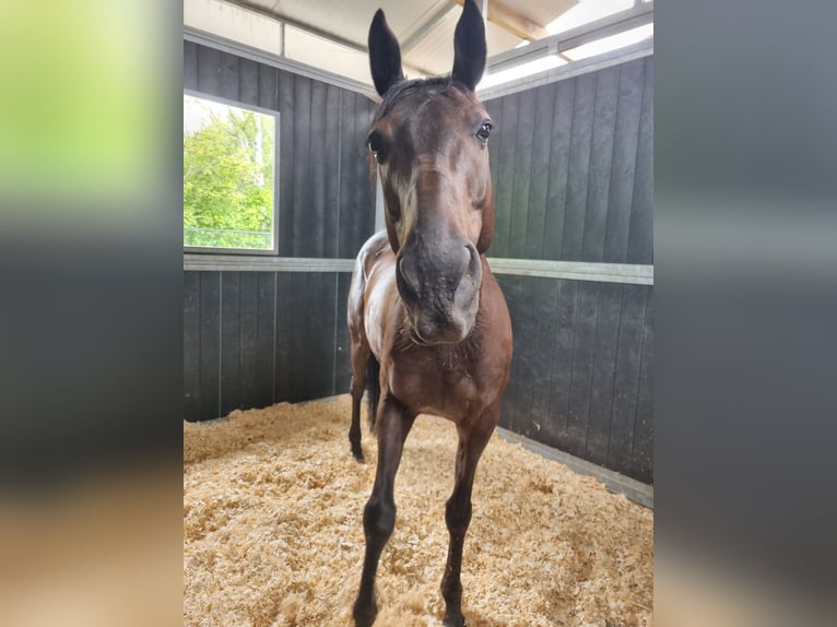 Cavallo sportivo irlandese Castrone 8 Anni 155 cm Morello in Wijnegem