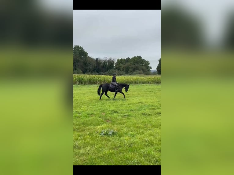 Cavallo sportivo irlandese Castrone 8 Anni 155 cm Morello in Wijnegem