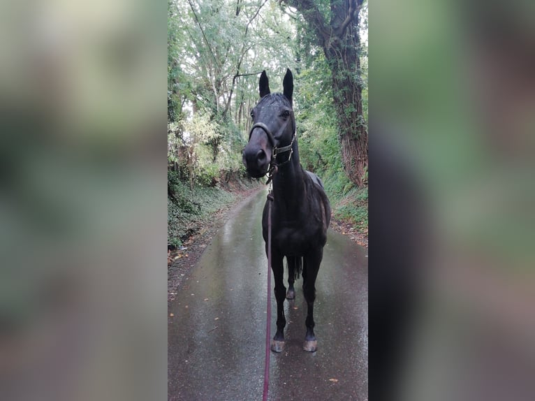 Cavallo sportivo irlandese Castrone 8 Anni 155 cm Morello in Wijnegem