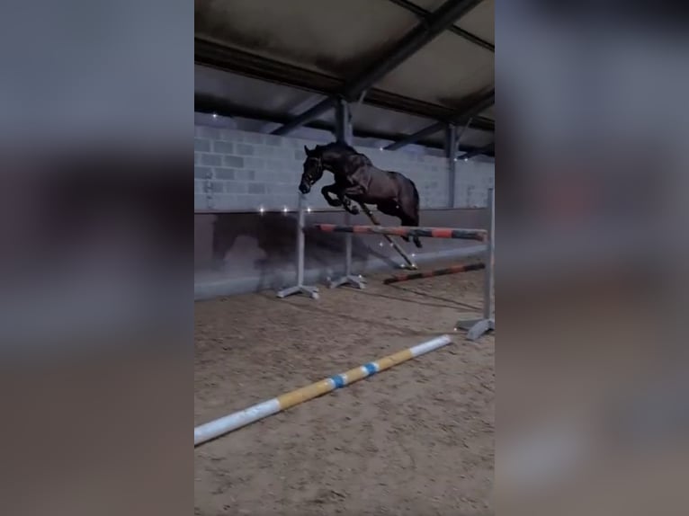 Cavallo sportivo irlandese Castrone 8 Anni 155 cm Morello in Wijnegem