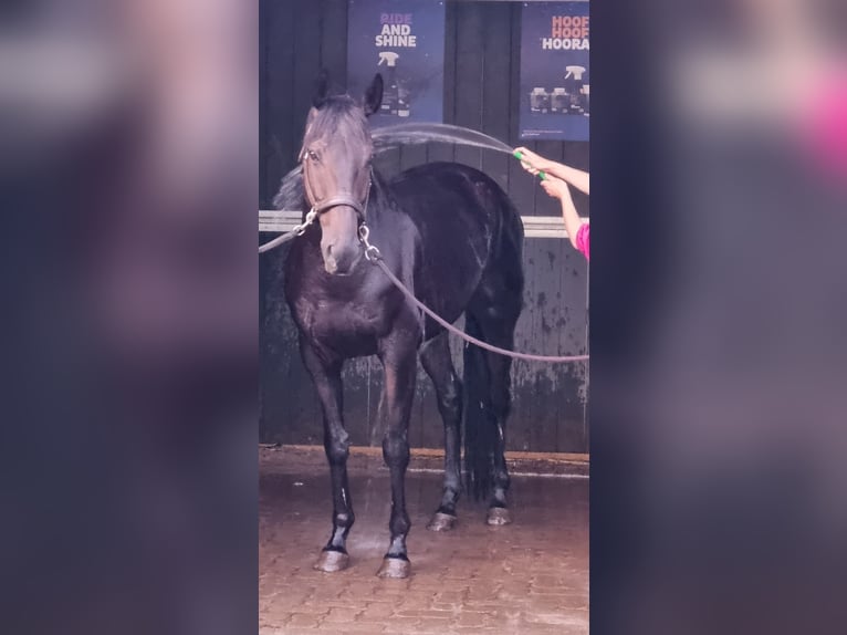 Cavallo sportivo irlandese Castrone 8 Anni 155 cm Morello in Wijnegem