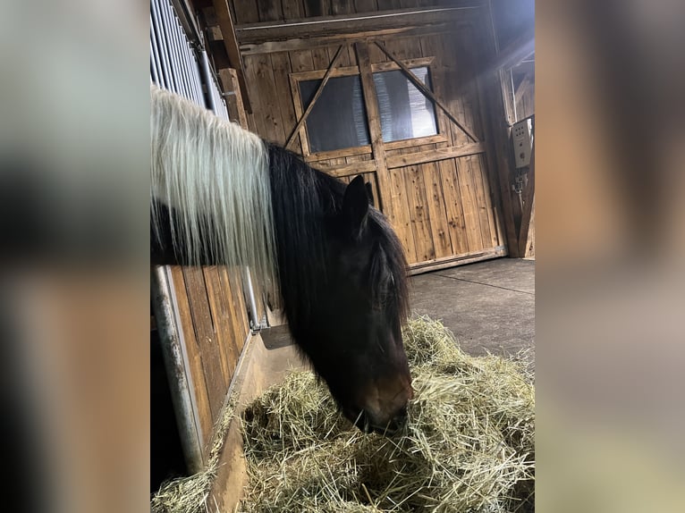 Cavallo sportivo irlandese Castrone 8 Anni 156 cm Pezzato in Suben