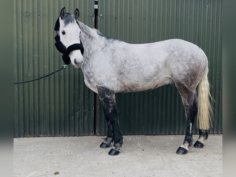 Cavallo sportivo irlandese Castrone 8 Anni 158 cm Grigio in Sligo