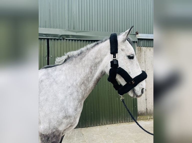 Cavallo sportivo irlandese Castrone 8 Anni 158 cm Grigio in Sligo