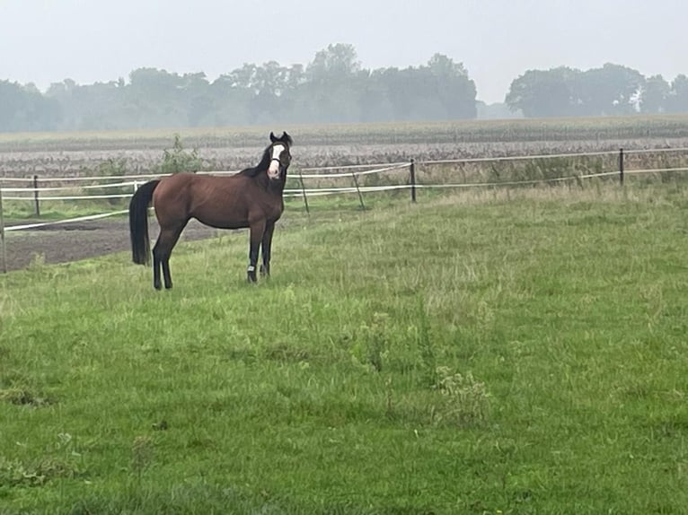 Cavallo sportivo irlandese Castrone 8 Anni 163 cm Baio in Herzlake