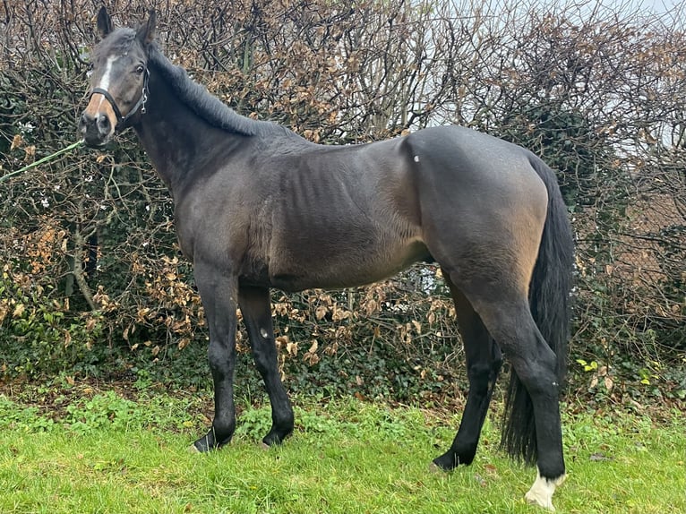 Cavallo sportivo irlandese Castrone 8 Anni 165 cm Baio nero in Elze Esbeck