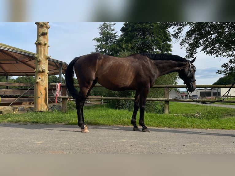 Cavallo sportivo irlandese Castrone 8 Anni 165 cm Baio scuro in Floh-Seligenthal