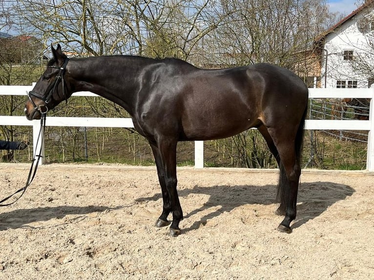Cavallo sportivo irlandese Castrone 8 Anni 165 cm Baio scuro in Loiching
