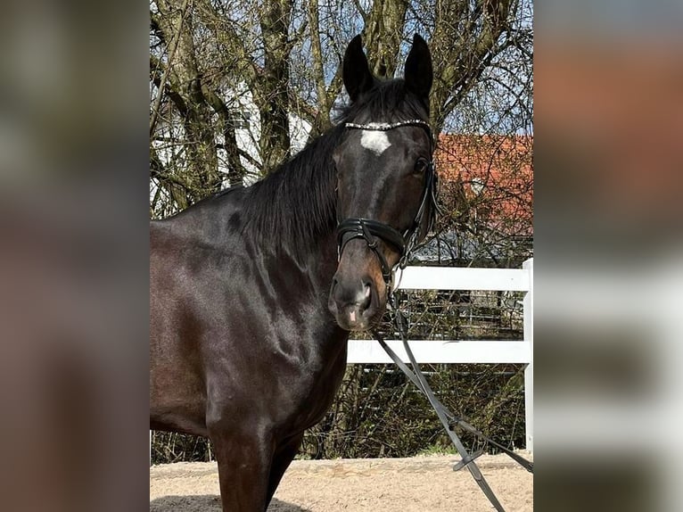 Cavallo sportivo irlandese Castrone 8 Anni 165 cm Baio scuro in Loiching