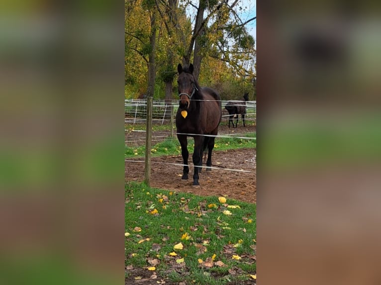 Cavallo sportivo irlandese Castrone 8 Anni 166 cm Baio in Springe