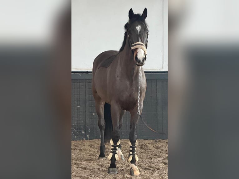 Cavallo sportivo irlandese Castrone 8 Anni 170 cm Baio in Someren