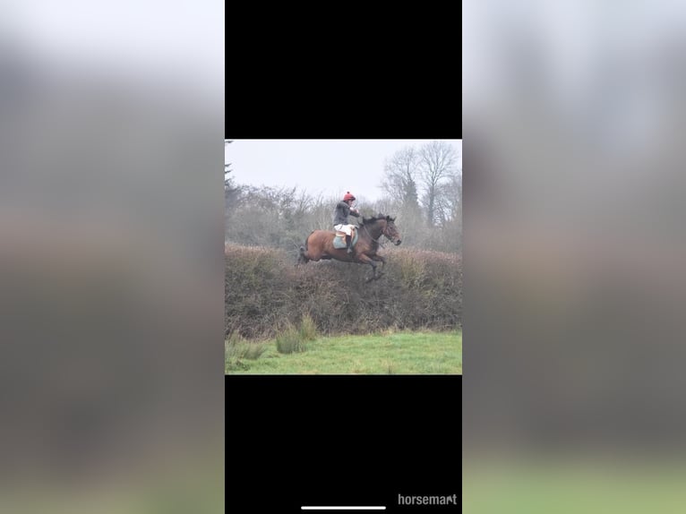 Cavallo sportivo irlandese Castrone 8 Anni 170 cm Baio ciliegia in Ballyhaunis