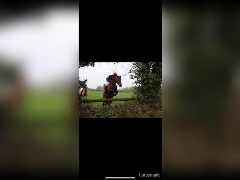 Cavallo sportivo irlandese Castrone 8 Anni 170 cm Baio ciliegia in Schenectady