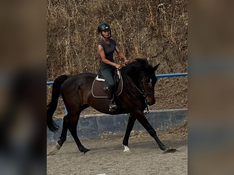 Cavallo sportivo irlandese Mix Castrone 8 Anni 170 cm Baio scuro in Malaga