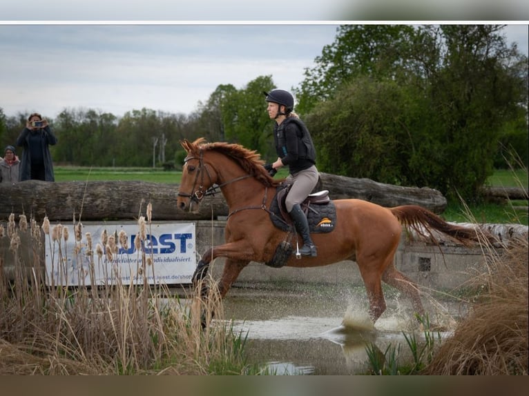 Cavallo sportivo irlandese Castrone 8 Anni 170 cm Sauro in Starnberg