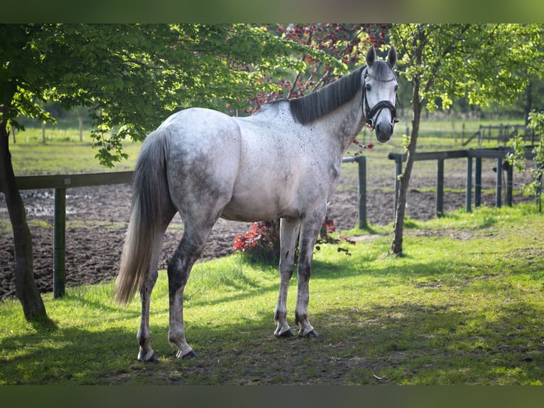 Cavallo sportivo irlandese Castrone 8 Anni 171 cm Grigio in Gescher