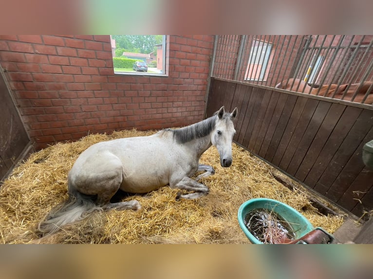 Cavallo sportivo irlandese Castrone 8 Anni 171 cm Grigio in Gescher