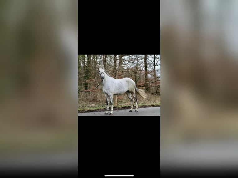 Cavallo sportivo irlandese Castrone 8 Anni 171 cm Grigio in Gescher