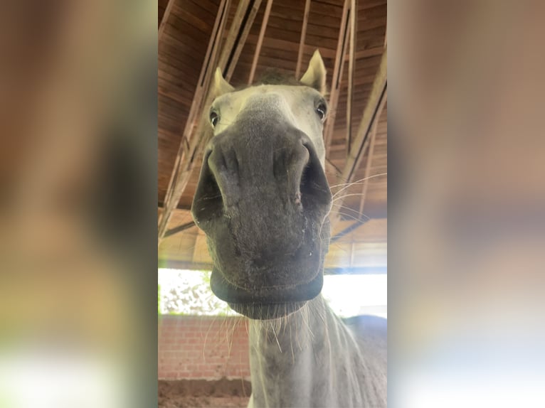 Cavallo sportivo irlandese Castrone 8 Anni 171 cm Grigio in Gescher