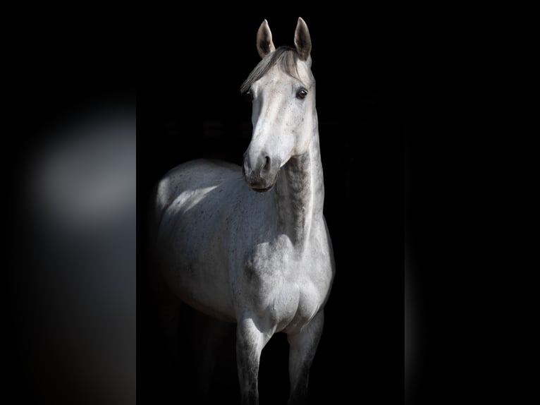 Cavallo sportivo irlandese Castrone 8 Anni 171 cm Grigio in Gescher