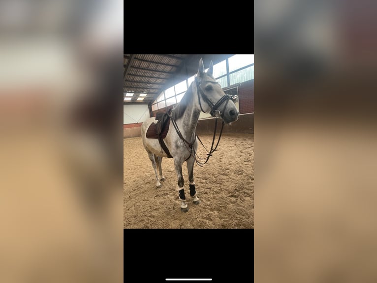 Cavallo sportivo irlandese Castrone 8 Anni 171 cm Grigio in Gescher