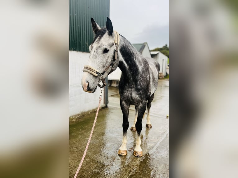 Cavallo sportivo irlandese Castrone 8 Anni 173 cm Grigio in Sligo