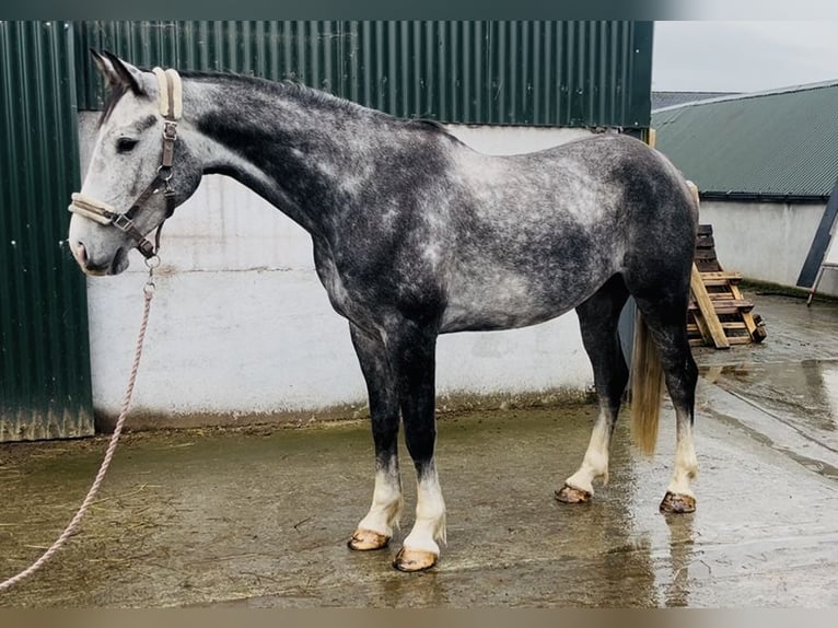 Cavallo sportivo irlandese Castrone 8 Anni 173 cm Grigio in Sligo