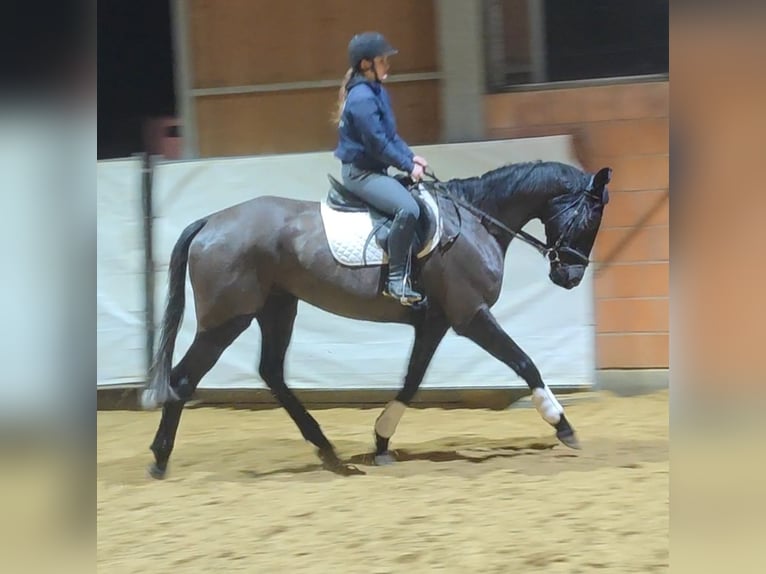 Cavallo sportivo irlandese Castrone 8 Anni 175 cm Morello in Lage