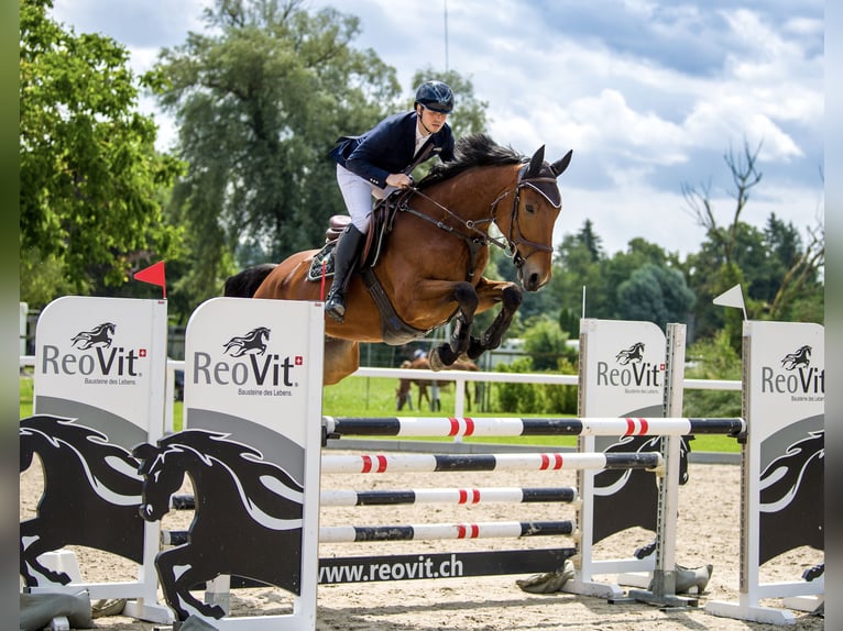 Cavallo sportivo irlandese Castrone 8 Anni 177 cm Baio in Bronschhofen