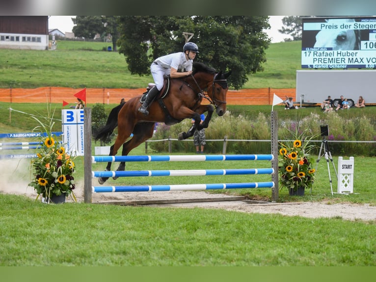 Cavallo sportivo irlandese Castrone 8 Anni 177 cm Baio in Bronschhofen