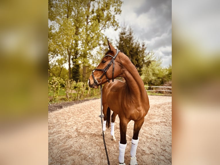 Cavallo sportivo irlandese Castrone 8 Anni Baio in Maikammer