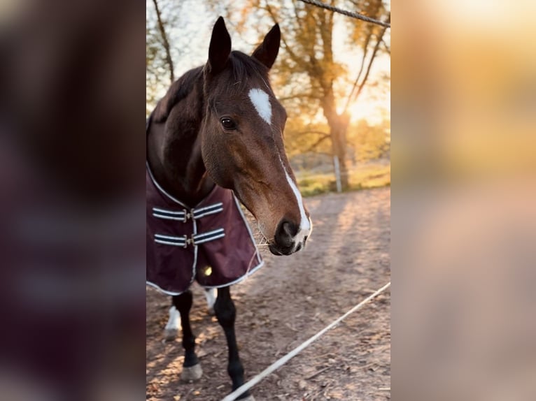 Cavallo sportivo irlandese Castrone 8 Anni Baio in Maikammer
