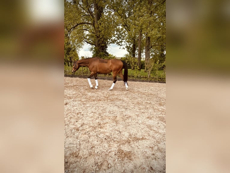 Cavallo sportivo irlandese Castrone 8 Anni Baio in Maikammer