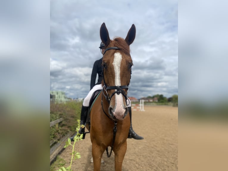 Cavallo sportivo irlandese Castrone 8 Anni Sauro scuro in Manchester