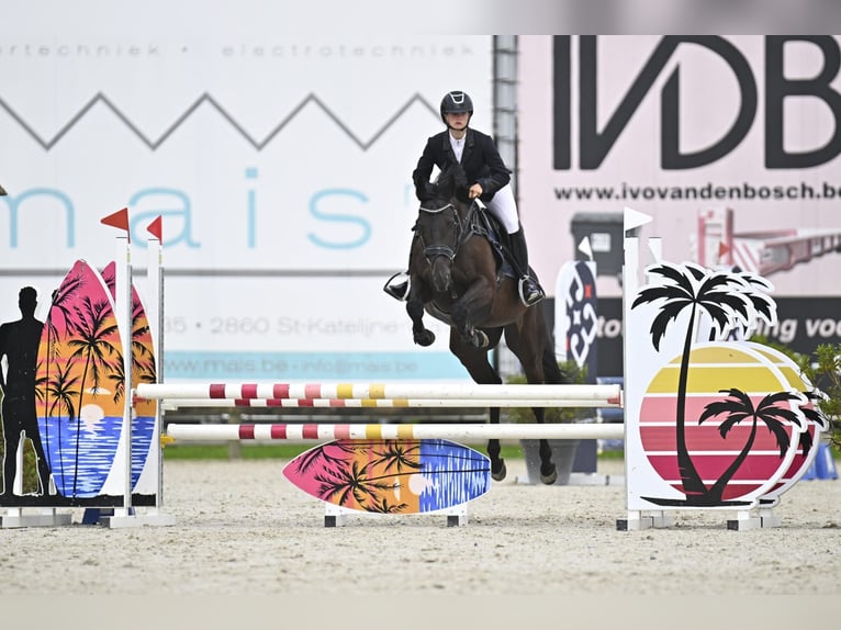 Cavallo sportivo irlandese Castrone 9 Anni 155 cm Morello in Wijnegem