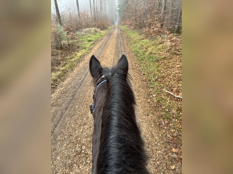Cavallo sportivo irlandese Castrone 9 Anni 155 cm Pezzato in Nattheim