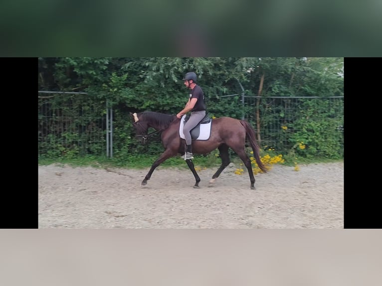 Cavallo sportivo irlandese Castrone 9 Anni 158 cm Baio in Lage