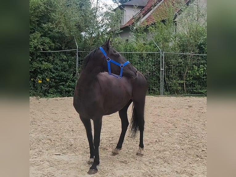 Cavallo sportivo irlandese Castrone 9 Anni 158 cm Morello in Lage