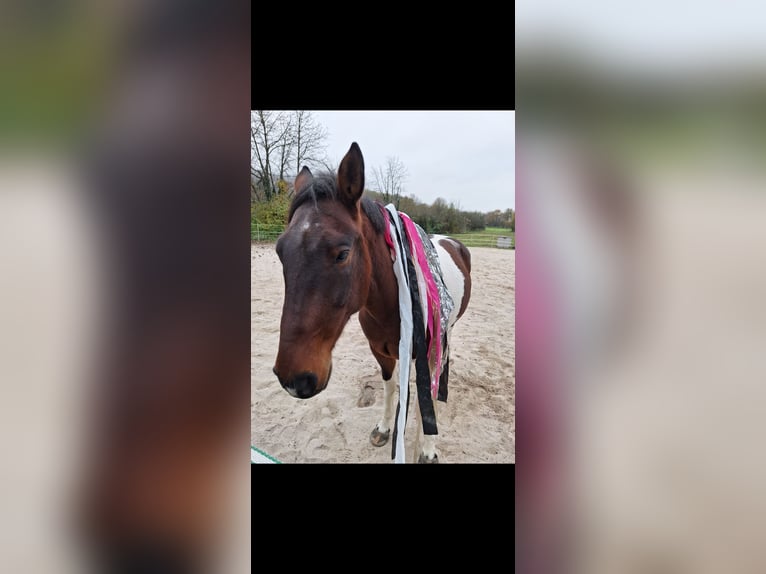Cavallo sportivo irlandese Mix Castrone 9 Anni 158 cm Pezzato in Ettlingen