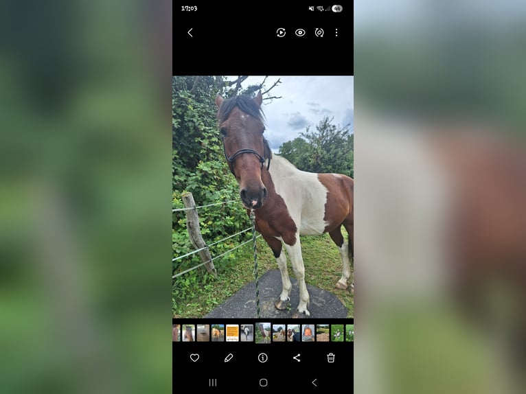 Cavallo sportivo irlandese Mix Castrone 9 Anni 158 cm Pezzato in Ettlingen