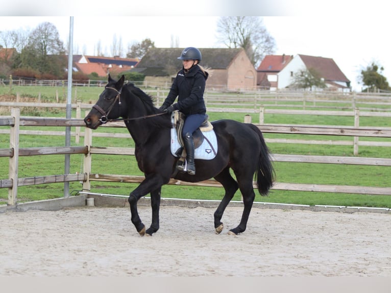 Cavallo sportivo irlandese Castrone 9 Anni 160 cm Morello in Bogaarden